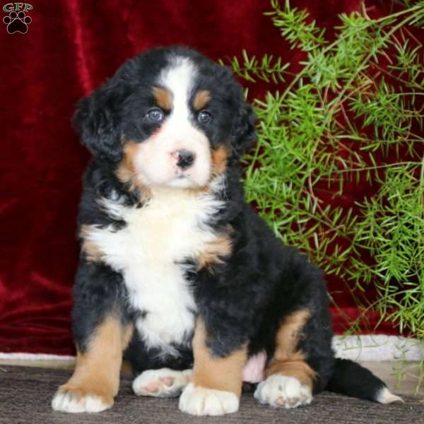 Ivy, Bernese Mountain Dog Puppy