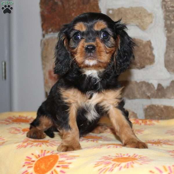 JJ, Cavalier King Charles Spaniel Puppy