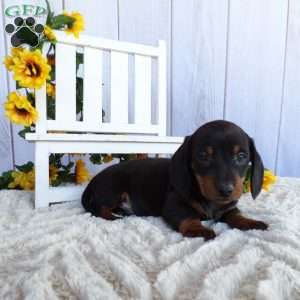 Mickey, Dachshund Puppy