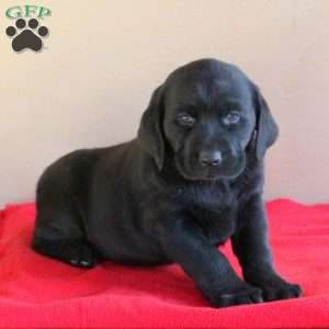 Jake, Black Labrador Retriever Puppy