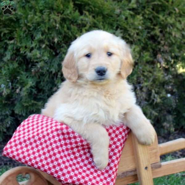 Jeb, Golden Retriever Puppy