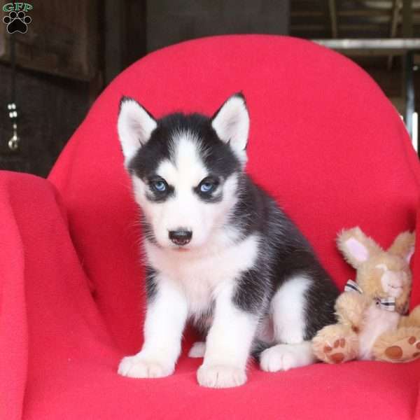 Jenna, Siberian Husky Puppy
