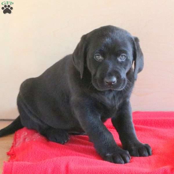 Jessie, Black Labrador Retriever Puppy
