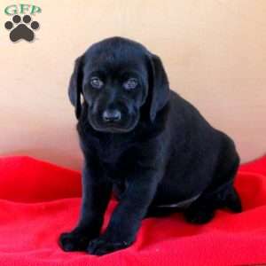 Jessie, Black Labrador Retriever Puppy
