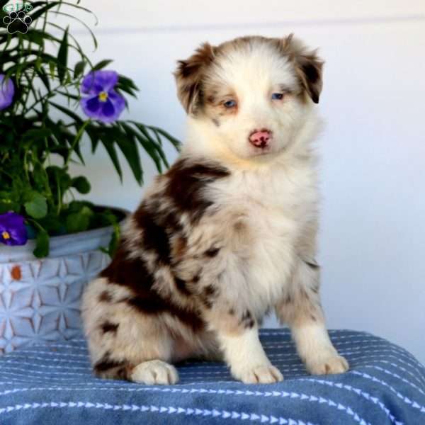 Jewel, Australian Shepherd Puppy