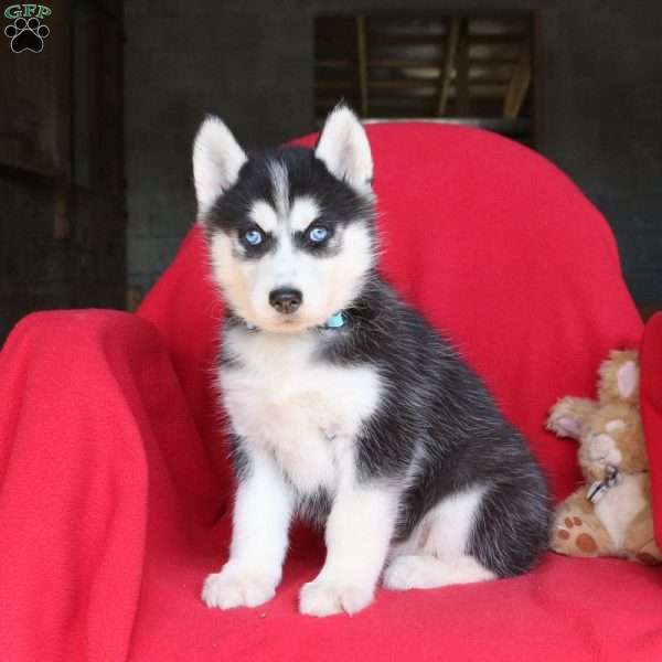 Jodi, Siberian Husky Puppy
