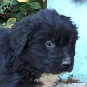 Joey, Newfoundland Puppy