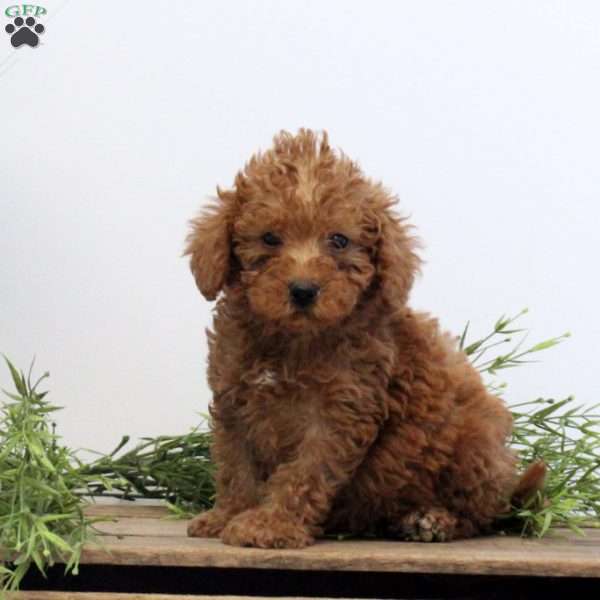 Jonas, Mini Labradoodle Puppy