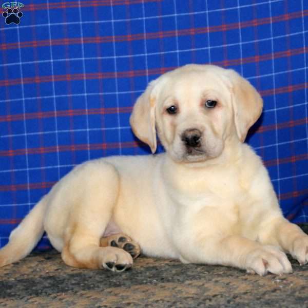 Julie, Yellow Labrador Retriever Puppy