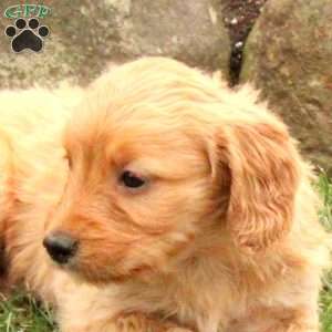 Kacey, Mini Goldendoodle Puppy