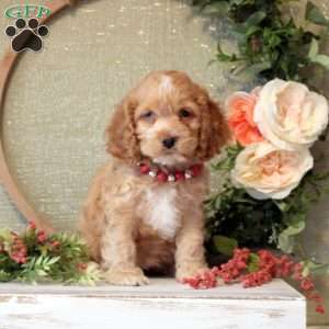 Kami, Cockapoo Puppy