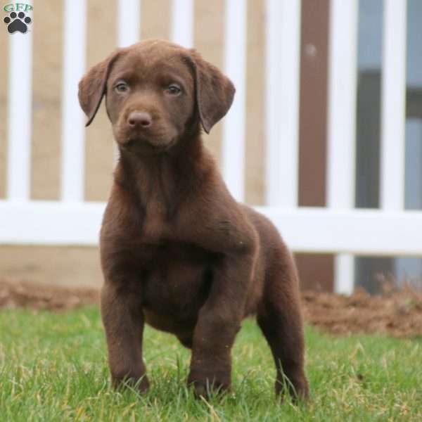 Kari, Chocolate Labrador Retriever Puppy