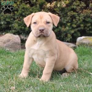 African Boerboel Puppies For Sale - Greenfield Puppies