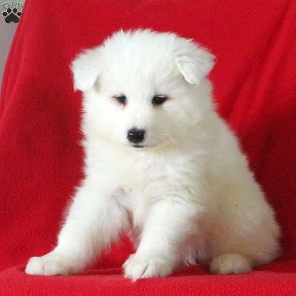 Karson, Samoyed Puppy