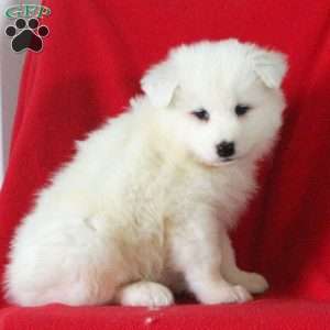 Karson, Samoyed Puppy