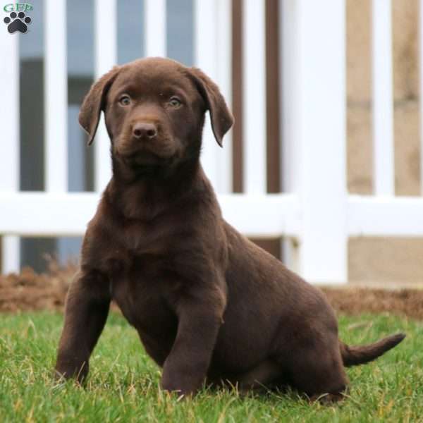 Karson, Chocolate Labrador Retriever Puppy