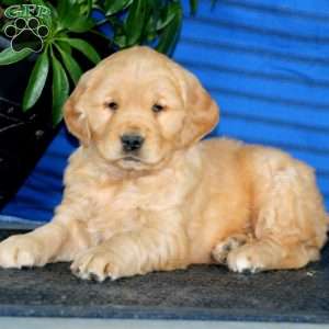 Karson, Golden Retriever Puppy