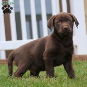 Karson, Chocolate Labrador Retriever Puppy
