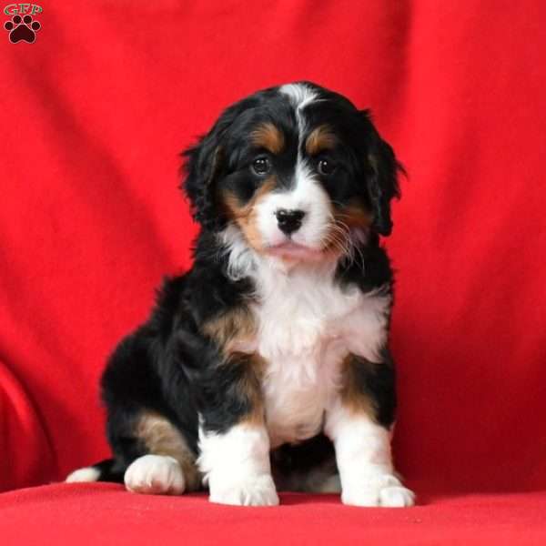 Kasey, Miniature Bernese Mountain Dog Puppy