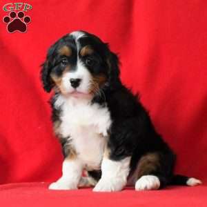 Kasey, Miniature Bernese Mountain Dog Puppy