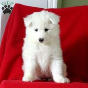 Kasey, Samoyed Puppy