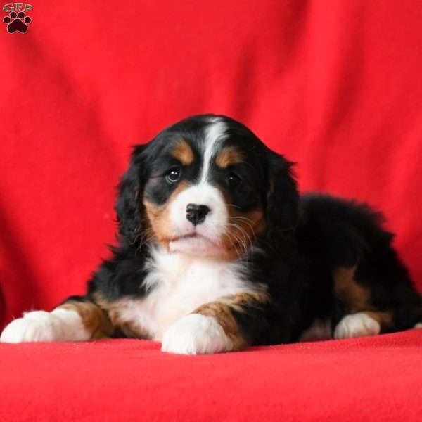 Kassie, Miniature Bernese Mountain Dog Puppy