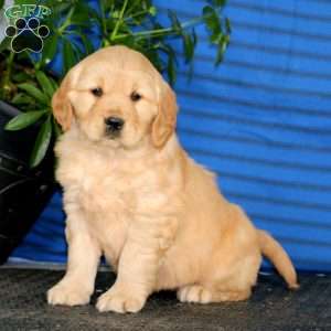 Kassie, Golden Retriever Puppy