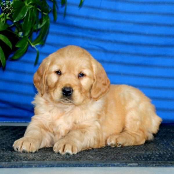 Kayla, Golden Retriever Puppy