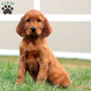 Kayla, Irish Setter Puppy