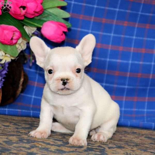 Kendi, French Bulldog Puppy