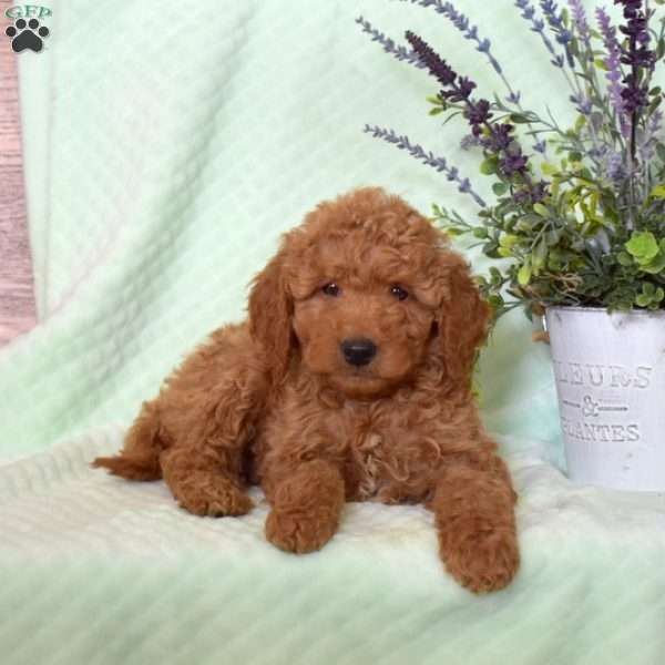 Kevin, Mini Goldendoodle Puppy