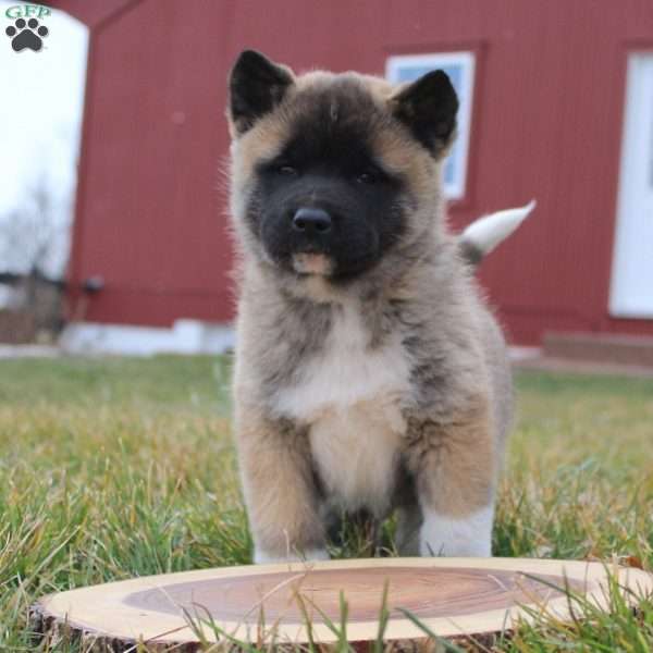 Kip, Akita Puppy