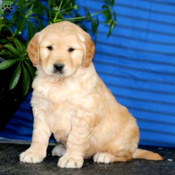 Kip, Golden Retriever Puppy