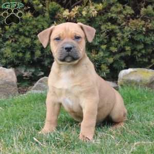 African Boerboel Puppies For Sale - Greenfield Puppies