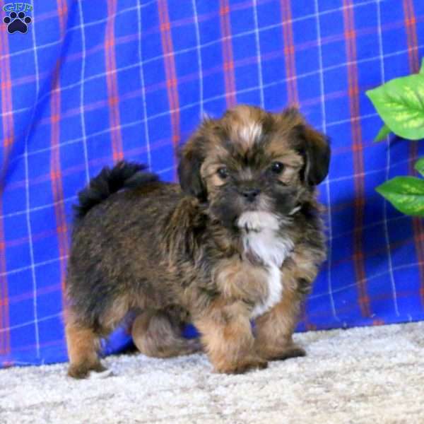 Koby - Shorkie Puppy For Sale in Pennsylvania