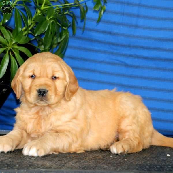 Kody, Golden Retriever Puppy