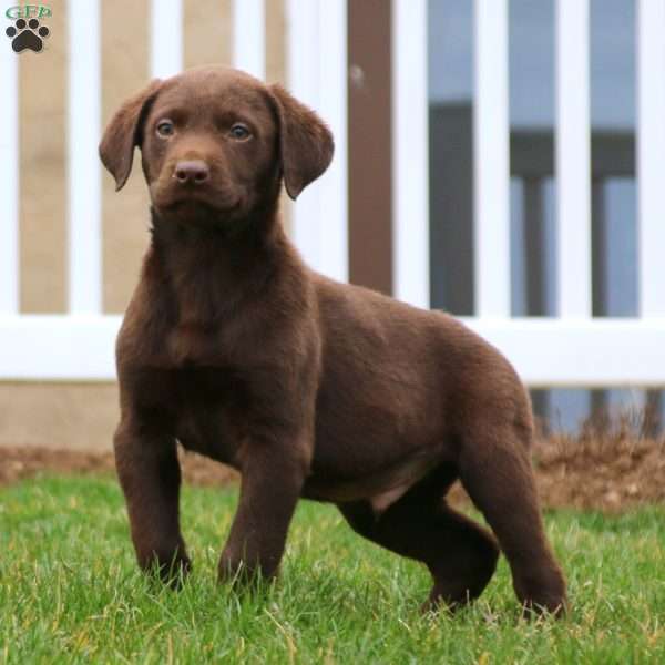 Kolby, Chocolate Labrador Retriever Puppy