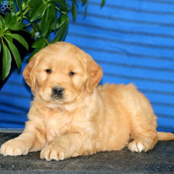 Kookie, Golden Retriever Puppy