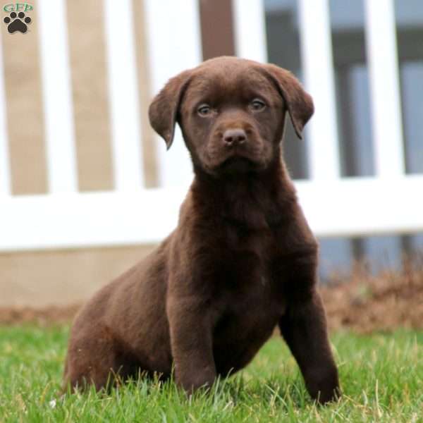Kookie, Chocolate Labrador Retriever Puppy