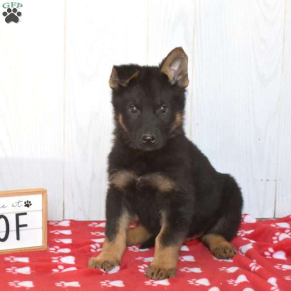 Kooper, German Shepherd Puppy