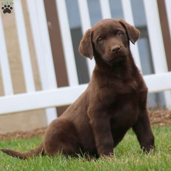 Kyle, Chocolate Labrador Retriever Puppy