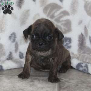 Pug Puppies For Sale | Greenfield Puppies