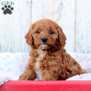 Lex, Cavapoo Puppy