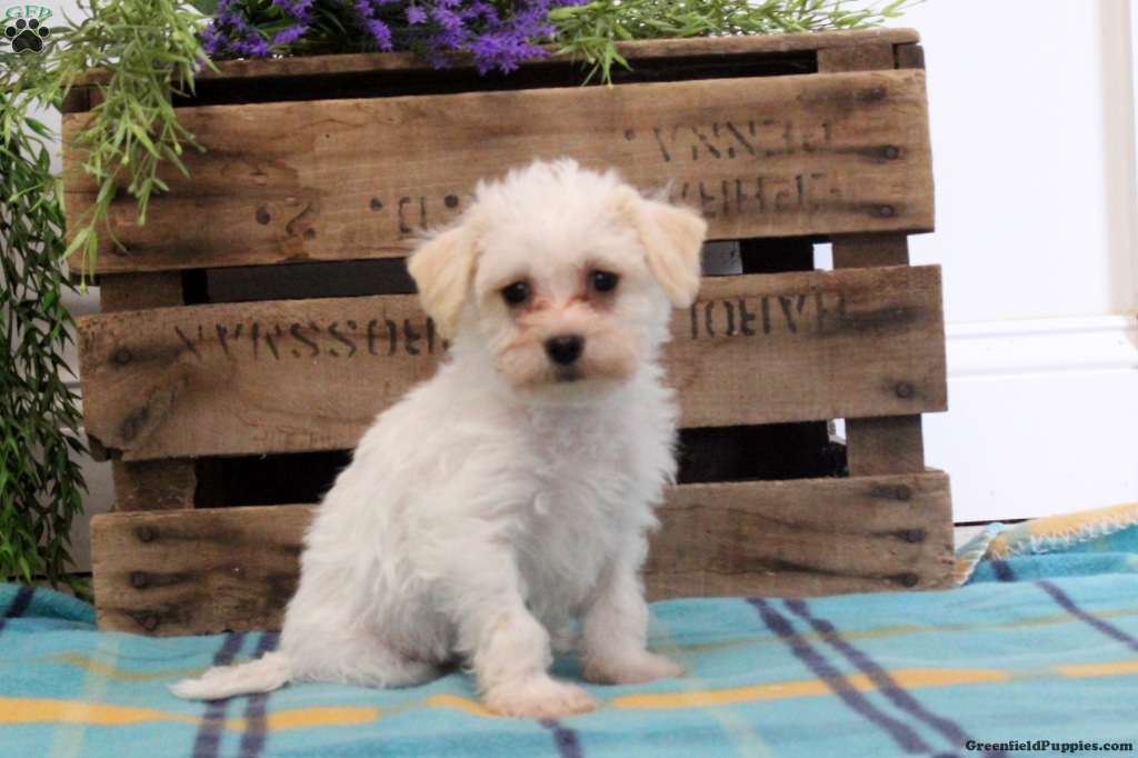 Promotie bezoek Tweede leerjaar Liam - Bich-poo Puppy For Sale in Pennsylvania