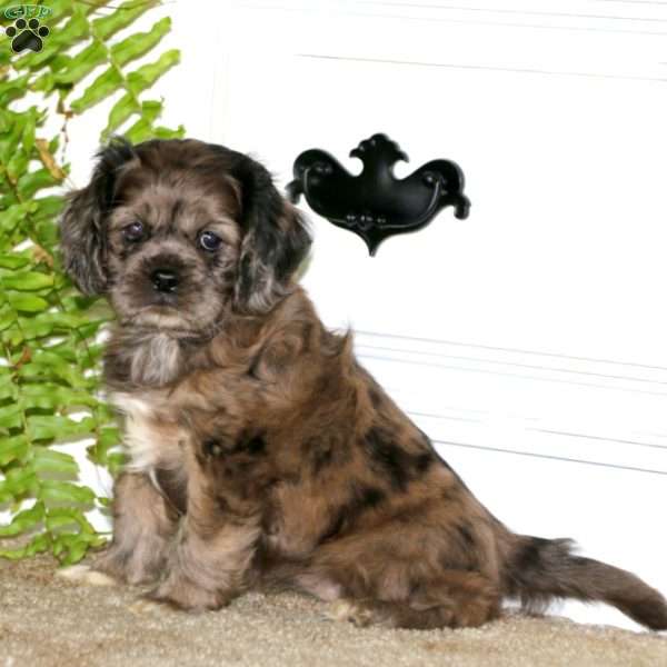 Lilly, Pug Mix Puppy