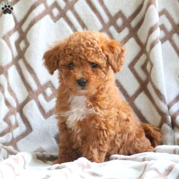 Lilly of the Valley, Miniature Poodle Puppy