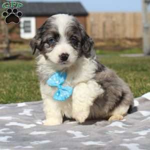 Luca, Miniature Aussiedoodle Puppy