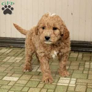 Lucas, Mini Labradoodle Puppy