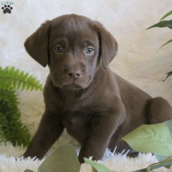 Lucy, Chocolate Labrador Retriever Puppy