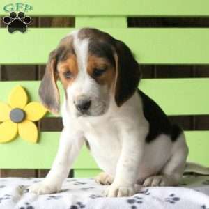 Beagle Puppies For Sale | Greenfield Puppies